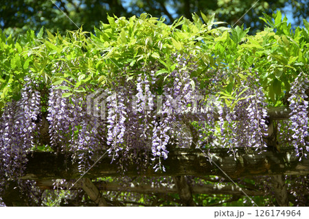 上賀茂神社　境内の藤棚　京都市北区 126174964