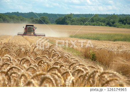 Harvesting ripe wheat in a sunny field, showcasing the beauty of farming and nature working together harmoniously 126174965