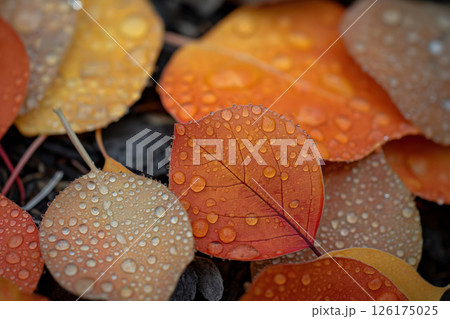 Close up shot of colorful autumn leaves covered in water droplets, creating a beautiful and serene scene of nature 126175025