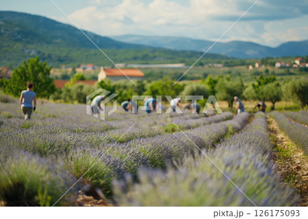 Farmers working during lavender harvest season on a sunny day in a field full of blooming lavender Farmers working during lavender harvest season on a sunny day in a field full of blooming lavender 126175093