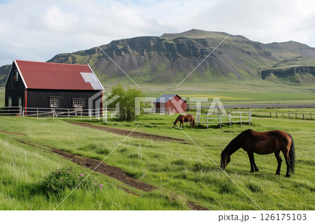 Icelandic horses are grazing peacefully on a lush green pasture in front of a traditional icelandic farm with a red roof and black walls 126175103