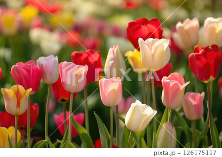 Vibrant tulips bloom in a dutch field on a sunny spring day, showcasing nature's beauty with pink, red, and yellow petals against green foliage 126175117