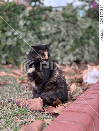 street cat walks through the evening city. High quality photo street cat walks through the evening city. High quality photo 126175314