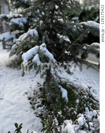 first snow city mood postcard tree in snow. High quality photo 126175422