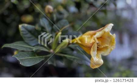 Yellow trumpet flower ,Solandra large yellow flower 126175428