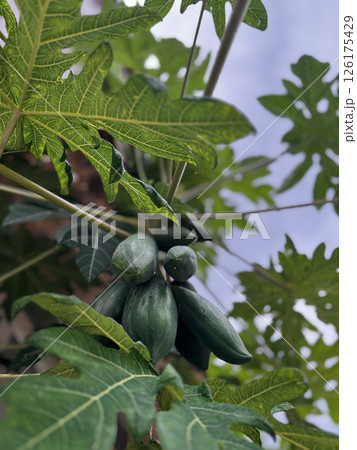 papaya fruits on tree big leaves green. High quality photo papaya fruits on tree big leaves green. High quality photo 126175429