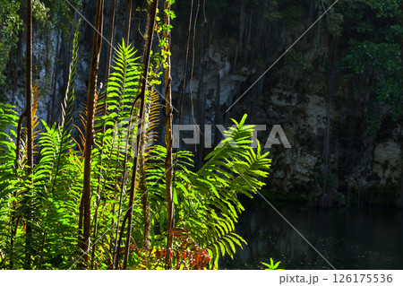 Vivid green leaves and lianes are in sunlight in a tropical jungle setting 126175536
