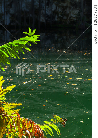 Vivid green leaves bask in sunlight in a tropical jungle setting. Vertical photo Vivid green leaves bask in sunlight in a tropical jungle setting. Vertical photo 126175538