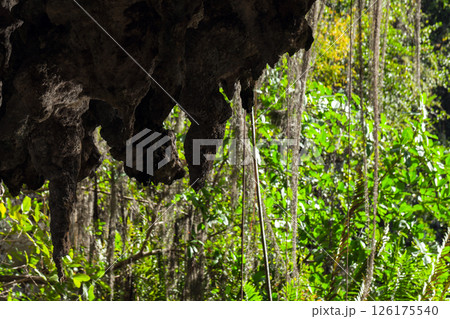 Close view of rock formations resembling stalactites in a vibrant forest Close view of rock formations resembling stalactites in a vibrant forest 126175540