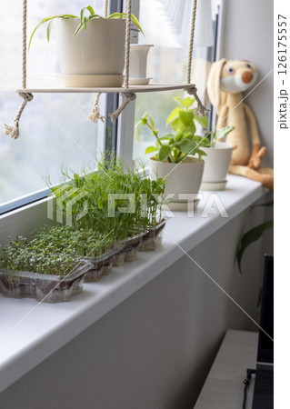 Freshly sprouted shoots of micro greens in the plastic containers on the jute mat. Placed on the windowsill in the balcony of the modern apartment Freshly sprouted shoots of micro greens in the plastic containers on the jute mat. Placed on the windowsill in the balcony of the modern apartment 126175557