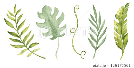Tropical green Leaves set isolated on a white background. Monstera, Banana Palm and Eucalyptus Branches, Liana. Watercolor Hand drawn botanical illustration. Design elements for patterns, cards, logo 126175561