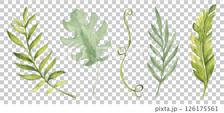 Tropical green Leaves set isolated on a white background. Monstera, Banana Palm and Eucalyptus Branches, Liana. Watercolor Hand drawn botanical illustration. Design elements for patterns, cards, logo 126175561