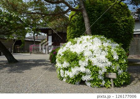 東寺　境内のツツジ　京都市南区九条町 126177006