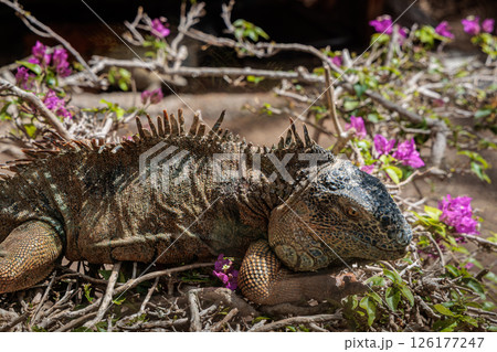 Iguana in Cocodrilo Park Gran Canaria, Canary Islands 126177247