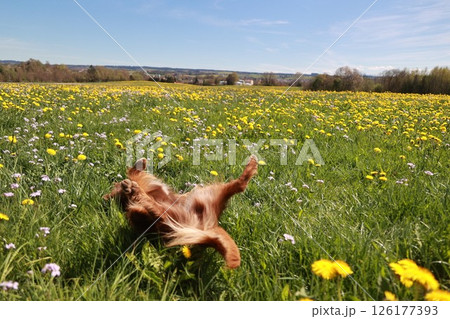 A dog is playing in a field of yellow flowers 126177393