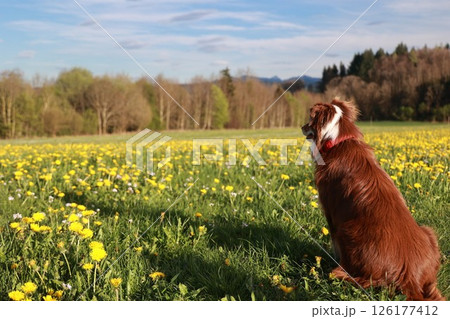 A dog is sitting in a field of yellow flowers 126177412