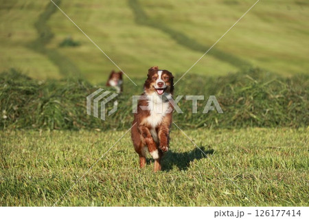 A brown and white dog is running in a field 126177414