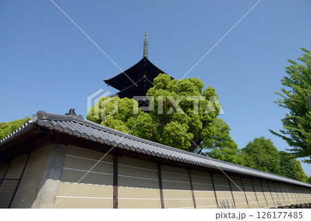 東寺 新緑の五重塔 京都市南区九条町 東寺 新緑の五重塔 京都市南区九条町 126177485