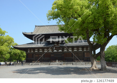 東寺 新緑の金堂 京都市南区九条町 東寺 新緑の金堂 京都市南区九条町 126177489