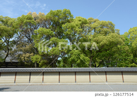 東寺 新緑の灌頂院 京都市南区九条町 東寺 新緑の灌頂院 京都市南区九条町 126177514