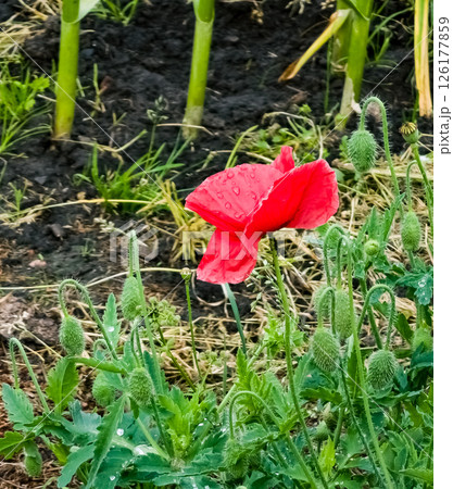 Bright red poppy flower against green leaves on a sunny spring day. Drops of dew on red petals. Bright red poppy flower against green leaves on a sunny spring day. Drops of dew on red petals. 126177859