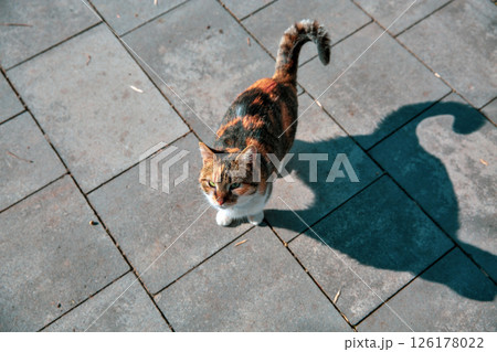 Tricolor cat with closed eyes basks in the sun 126178022