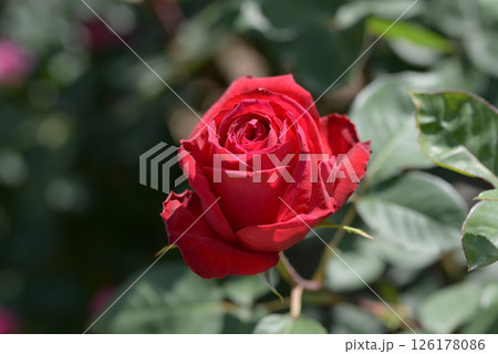 グランド・マスター・ピース　バラの花 126178086