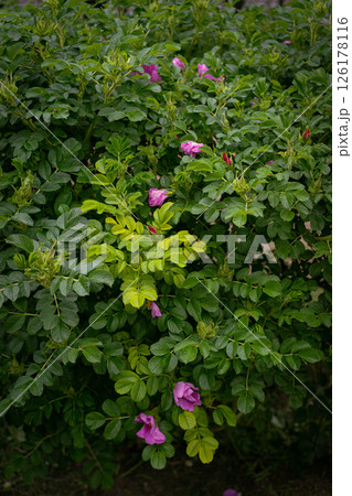 Vibrant Green Bush With Purple Flowers in Bloom in Natural Settings 126178116