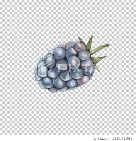 Blackberry, Watercolor illustration of a single berry isolated on a white background. Hand drawn botanical element, perfect for food design, packaging, and kitchen decor. Blackberry, Watercolor illustration of a single berry isolated on a white background. Hand drawn botanical element, perfect for food design, packaging, and kitchen decor. 126178385