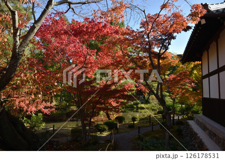 等持院庭園　霊光殿付近のモミジ(京都市北区) 126178531