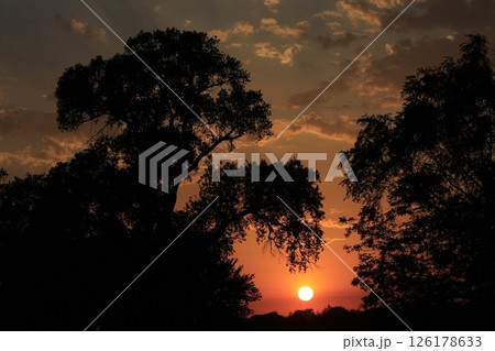 Sunset with the Sun and Clouds and a Tree silhouette outdoor 126178633