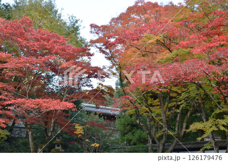 御寺泉涌寺　秋の御座所庭園(京都市東山区) 126179476