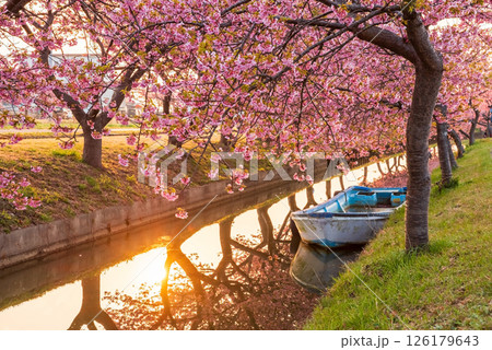 【朝日に輝く映えスポットの桜】笠松河津桜ロード（三重県松阪市笠松町） 126179643