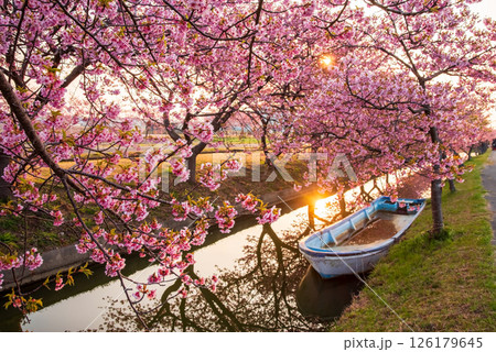 【朝日に輝く映えスポットの桜】笠松河津桜ロード(三重県松阪市笠松町) 【朝日に輝く映えスポットの桜】笠松河津桜ロード(三重県松阪市笠松町) 126179645