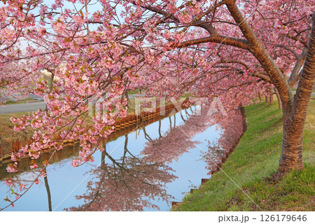 【桜のリフレクション】笠松河津桜ロード（三重県松阪市笠松町） 126179646