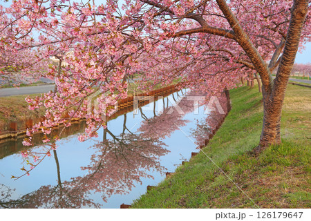 【桜のリフレクション】笠松河津桜ロード(三重県松阪市笠松町) 【桜のリフレクション】笠松河津桜ロード(三重県松阪市笠松町) 126179647