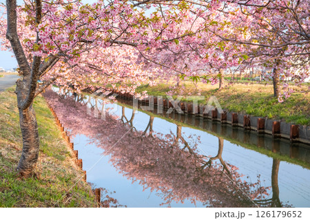 【桜のリフレクション】笠松河津桜ロード（三重県松阪市笠松町） 126179652