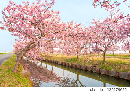 【桜のリフレクション】笠松河津桜ロード（三重県松阪市笠松町） 126179655