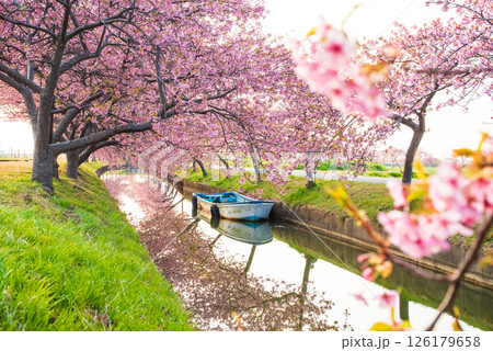 【桜のリフレクション】笠松河津桜ロード（三重県松阪市笠松町） 126179658