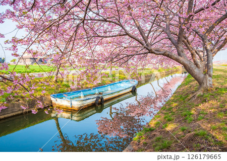 【桜のリフレクション】笠松河津桜ロード（三重県松阪市笠松町） 126179665