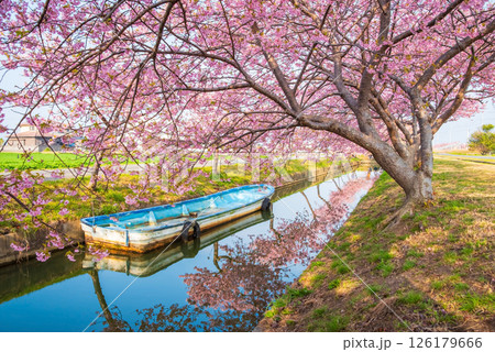 【桜のリフレクション】笠松河津桜ロード（三重県松阪市笠松町） 126179666