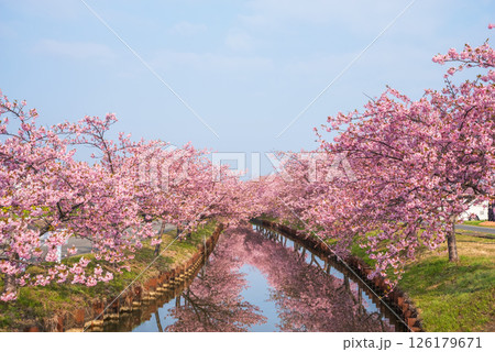 【桜のリフレクション】笠松河津桜ロード（三重県松阪市笠松町） 126179671