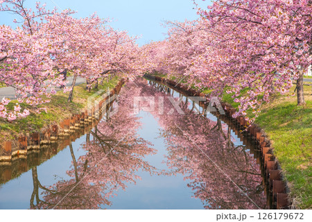 【桜のリフレクション】笠松河津桜ロード(三重県松阪市笠松町) 【桜のリフレクション】笠松河津桜ロード(三重県松阪市笠松町) 126179672