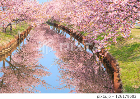 【桜のリフレクション】笠松河津桜ロード（三重県松阪市笠松町） 126179682