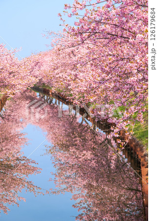 【桜のリフレクション】笠松河津桜ロード(三重県松阪市笠松町) 【桜のリフレクション】笠松河津桜ロード(三重県松阪市笠松町) 126179684