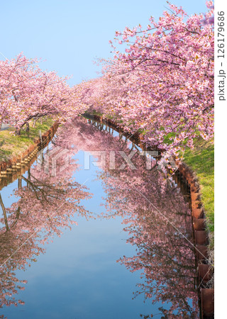 【桜のリフレクション】笠松河津桜ロード(三重県松阪市笠松町) 【桜のリフレクション】笠松河津桜ロード(三重県松阪市笠松町) 126179686