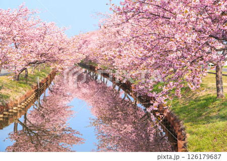 【桜のリフレクション】笠松河津桜ロード(三重県松阪市笠松町) 【桜のリフレクション】笠松河津桜ロード(三重県松阪市笠松町) 126179687