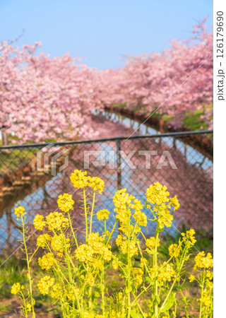 【菜の花咲く絶景スポット】笠松河津桜ロード（三重県松阪市笠松町） 126179690