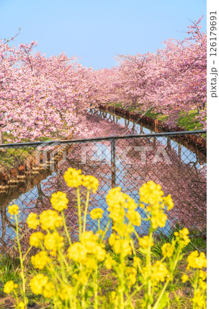 【菜の花咲く絶景スポット】笠松河津桜ロード(三重県松阪市笠松町) 【菜の花咲く絶景スポット】笠松河津桜ロード(三重県松阪市笠松町) 126179691