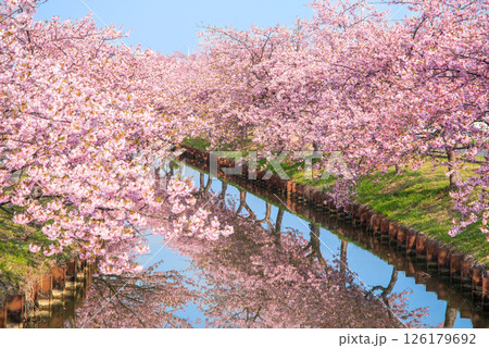 【桜のリフレクション】笠松河津桜ロード(三重県松阪市笠松町) 【桜のリフレクション】笠松河津桜ロード(三重県松阪市笠松町) 126179692